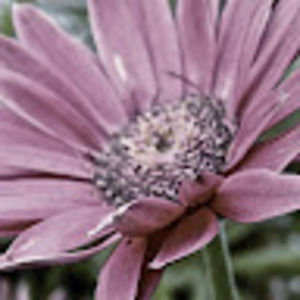 Meet your Posher, Sofia